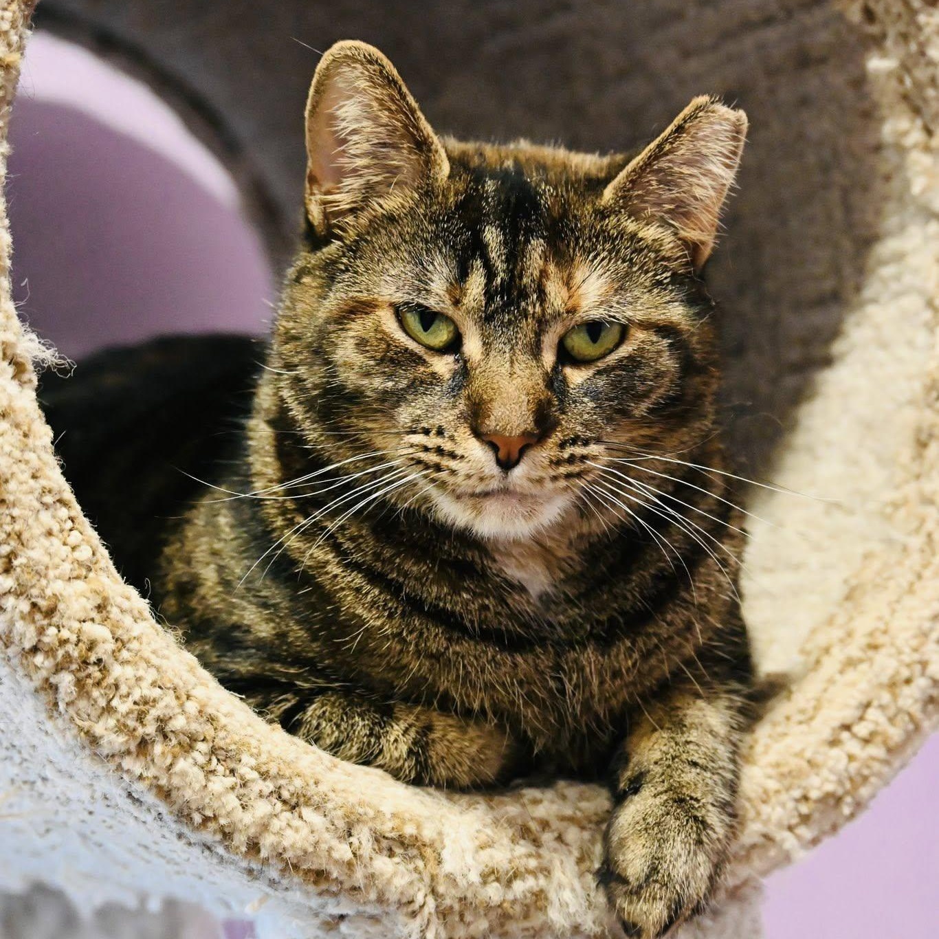 Enlarge Harper, a Adoptable mixed breed in South Park, PA image 3/6