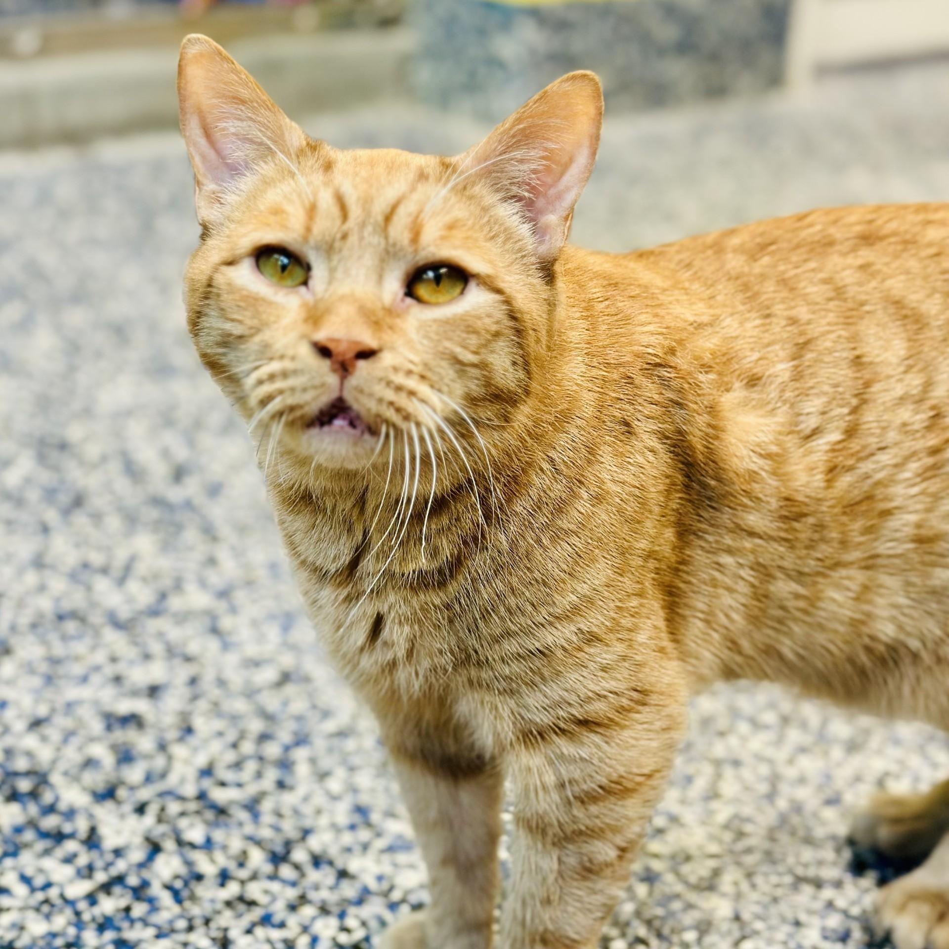 Pudgie, a ADOPTABLE Domestic Short Hair in Jackson, NJ image 3/3
