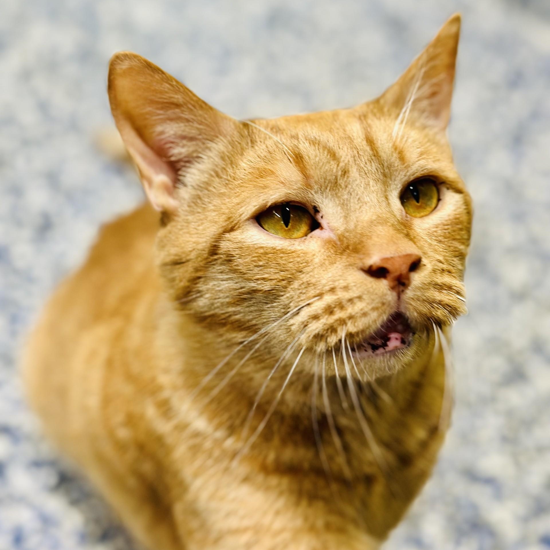 Pudgie, a ADOPTABLE Domestic Short Hair in Jackson, NJ image 2/3