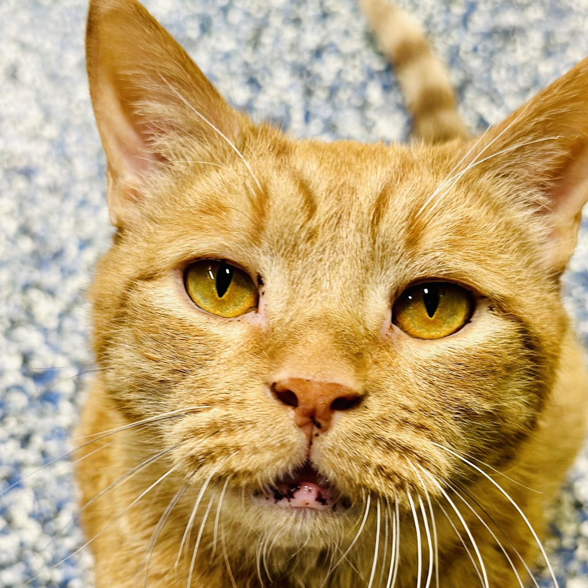 Pudgie, a ADOPTABLE Domestic Short Hair in Jackson, NJ image 1/3