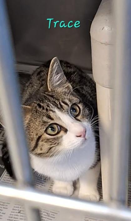 Toby & Trace, an adopted mixed breed in Stanton, KY image 3/6