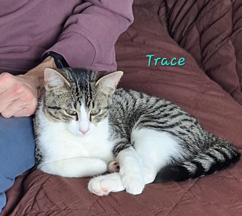 Toby & Trace, an adopted mixed breed in Stanton, KY image 5/6