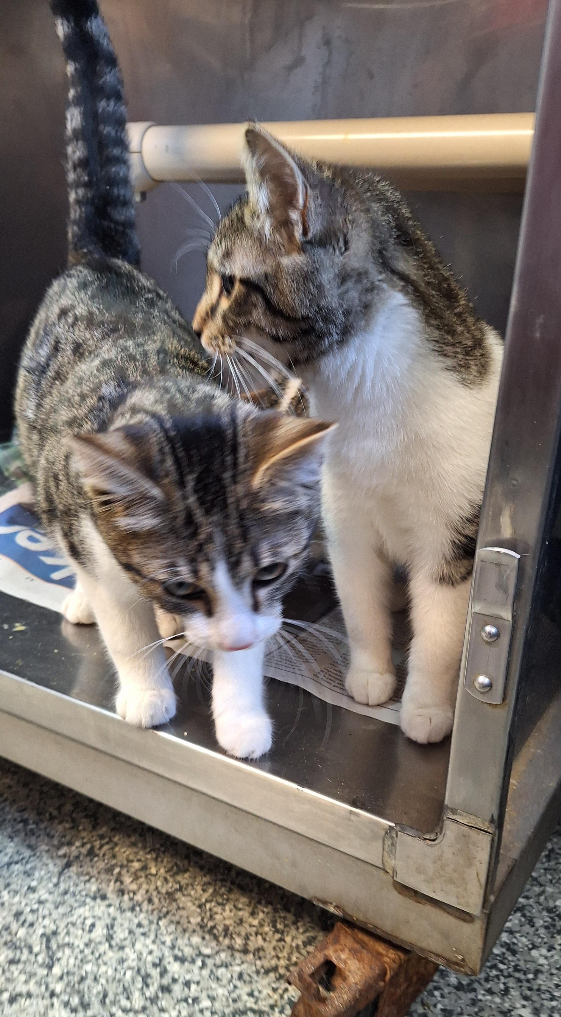 Toby & Trace, an adopted mixed breed in Stanton, KY image 1/6