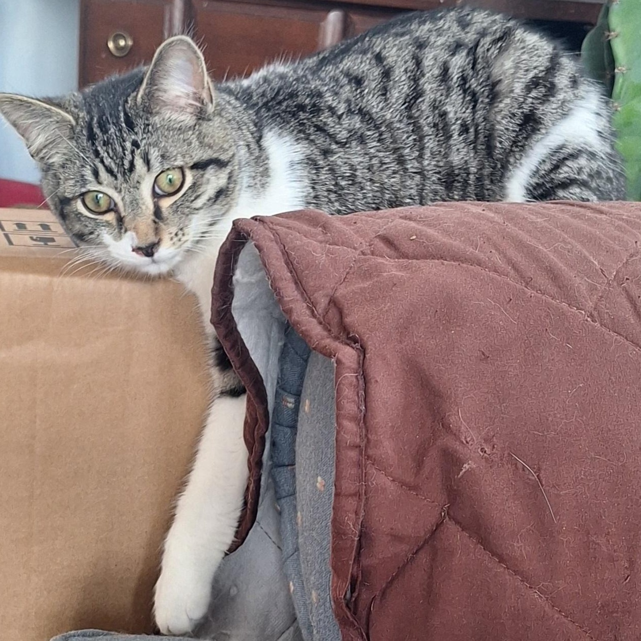 Toby & Trace, an adopted mixed breed in Stanton, KY image 4/6