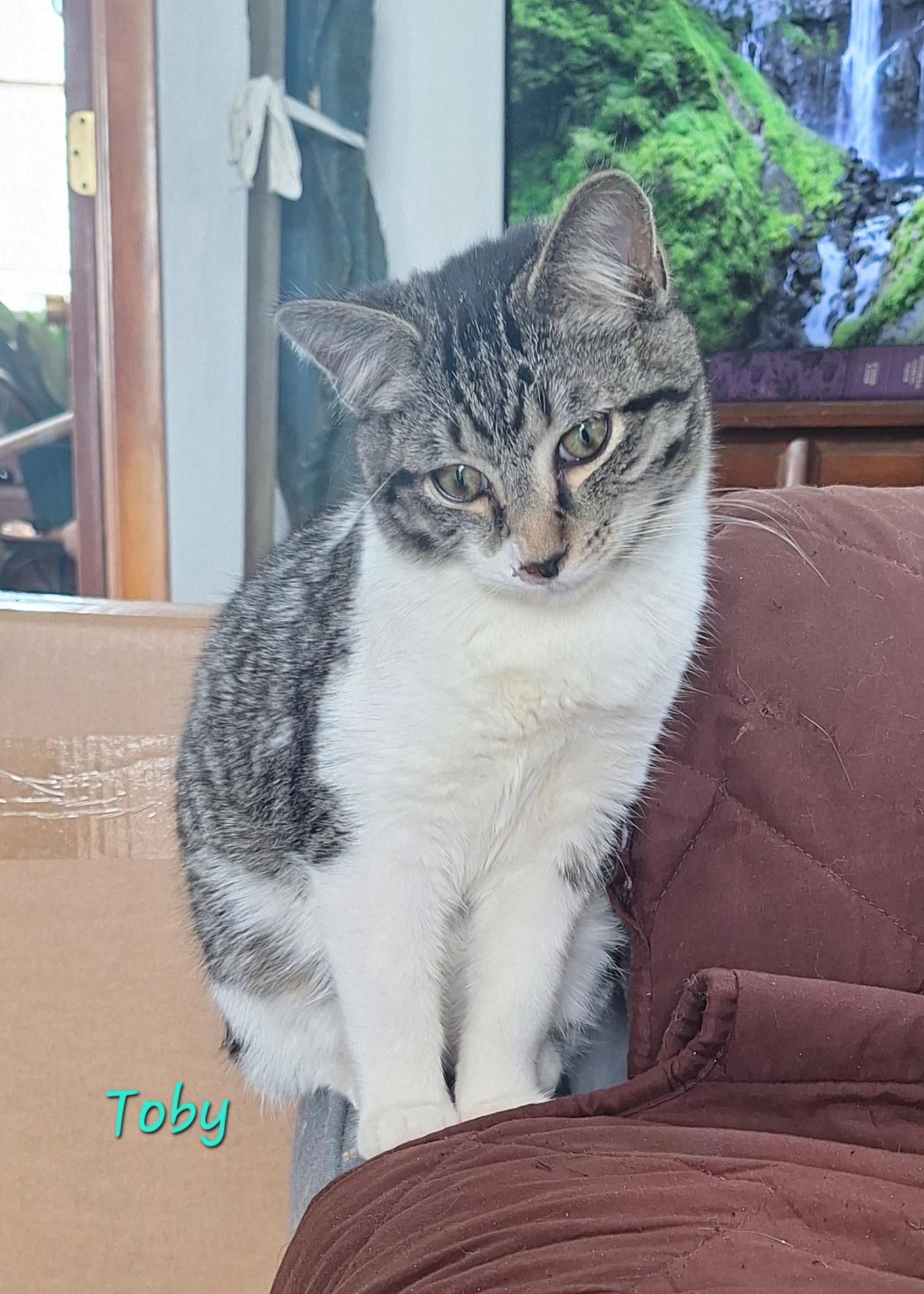 Toby & Trace, an adopted mixed breed in Stanton, KY image 2/6