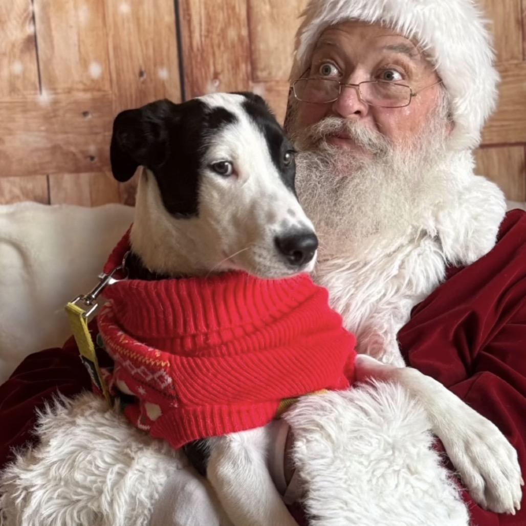 Spidey, Adoptable, Young Male Great Dane & Mixed Breed.