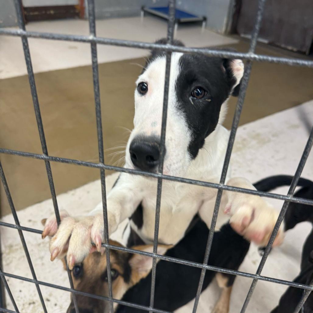 Enlarge Spidey, a Adoptable mixed breed in Grand Junction, CO image 2/3