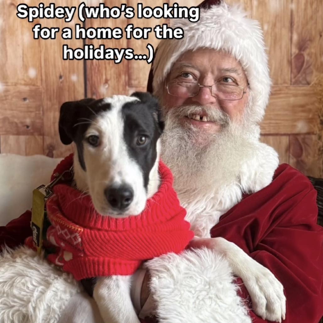 Enlarge Spidey, a Adoptable mixed breed in Grand Junction, CO image 3/3