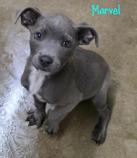 Marvel, Adoptable, Puppy Male Pit Bull Terrier.