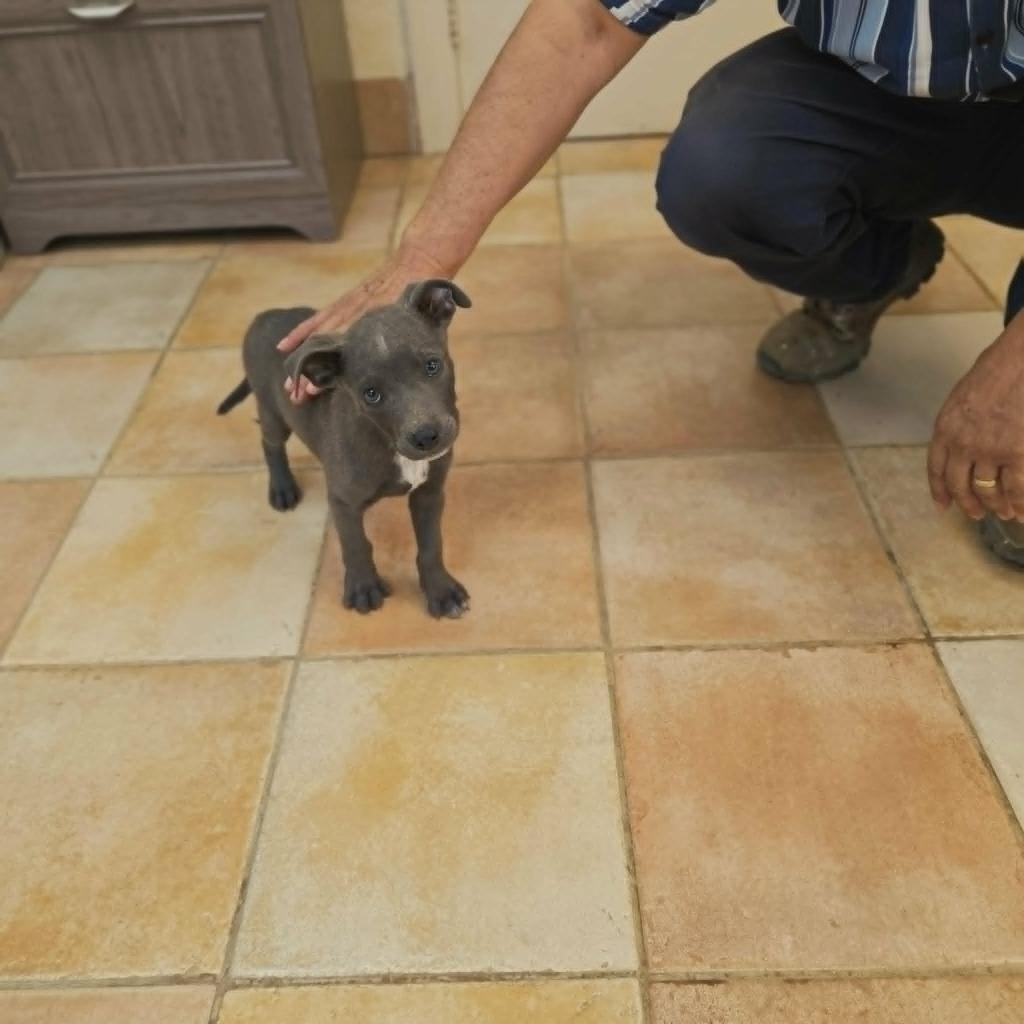 Enlarge Marvel, a Adoptable mixed breed in California City, CA image 2/3
