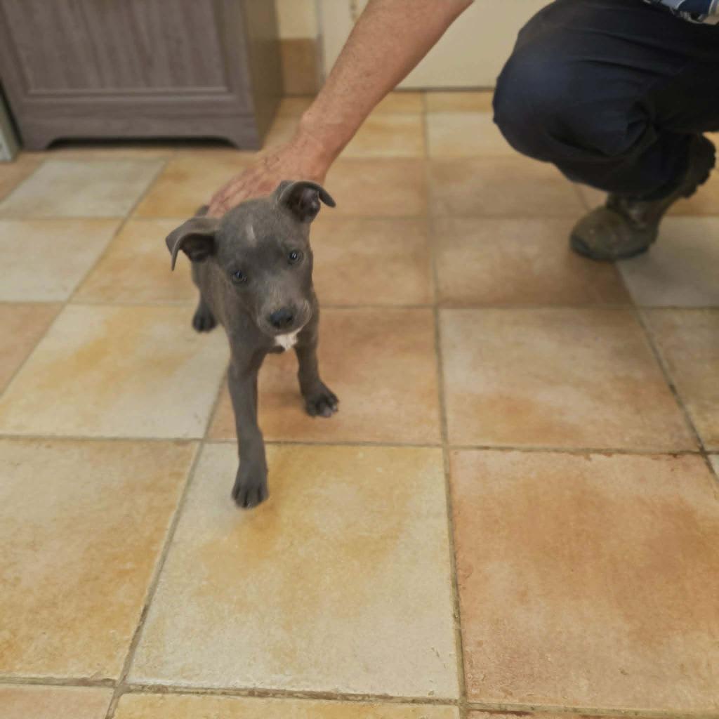 Enlarge Marvel, a Adoptable mixed breed in California City, CA image 3/3