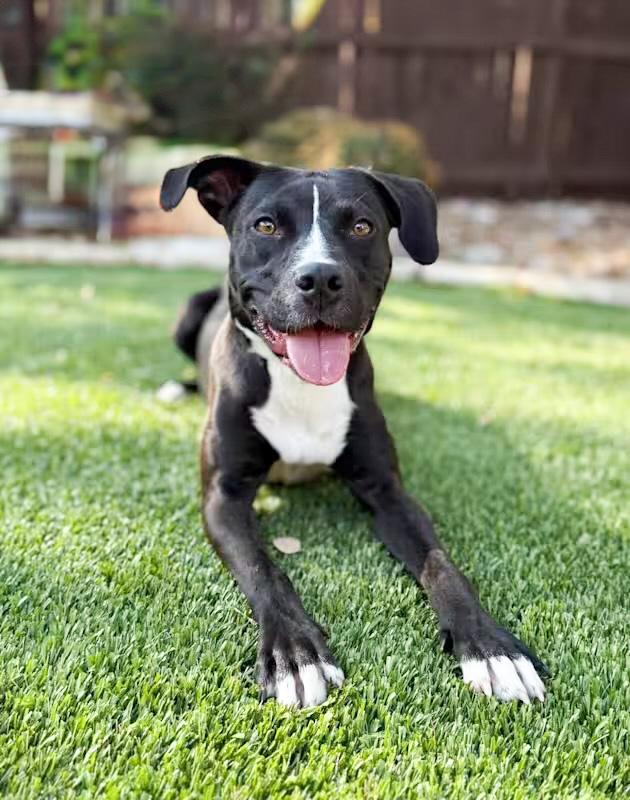 Enlarge Nugget, a Adoptable mixed breed in Frederick, MD image 4/6