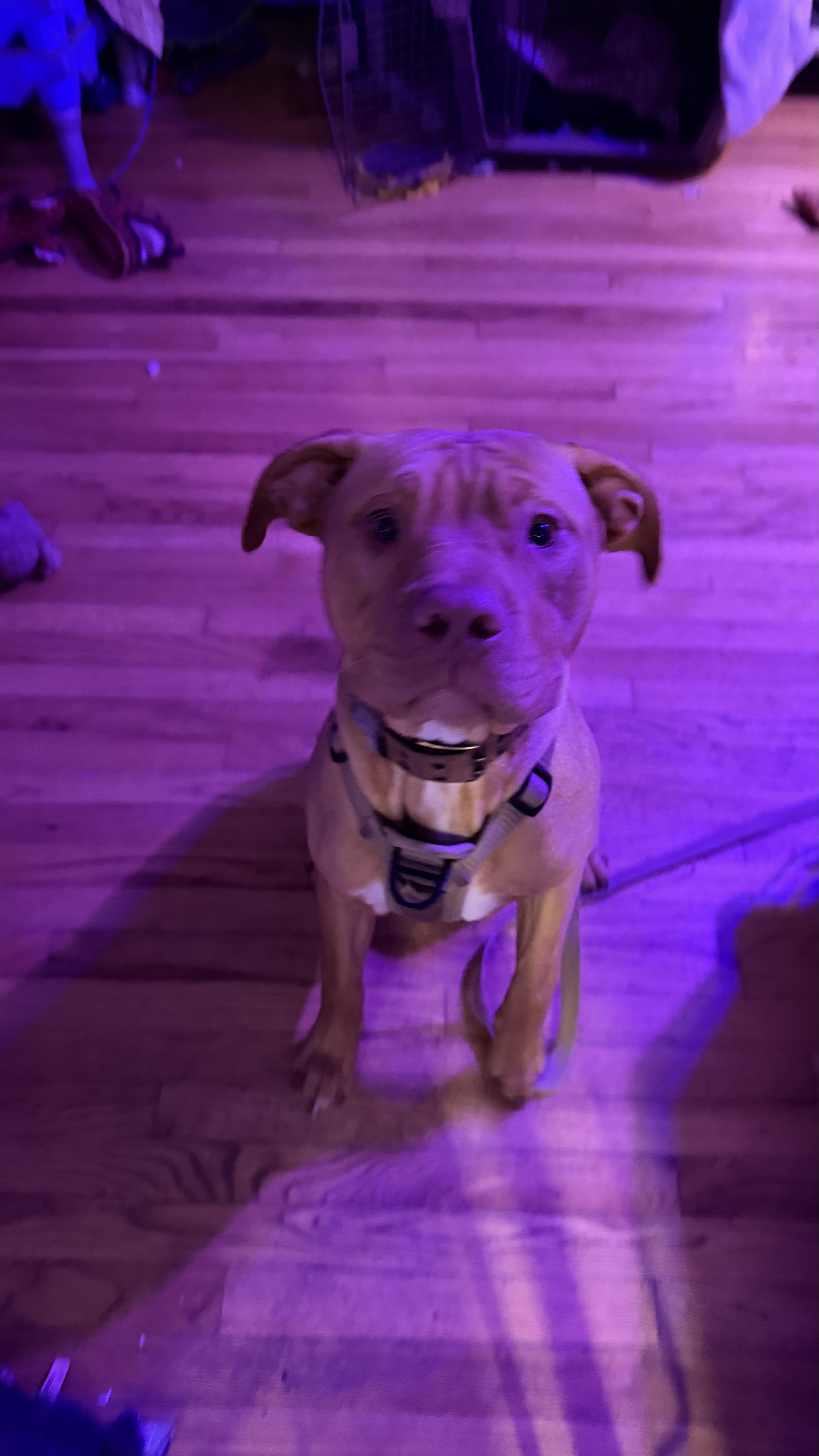 Enlarge Gumby , an adopted mixed breed in Kansas City, MO image 2/4