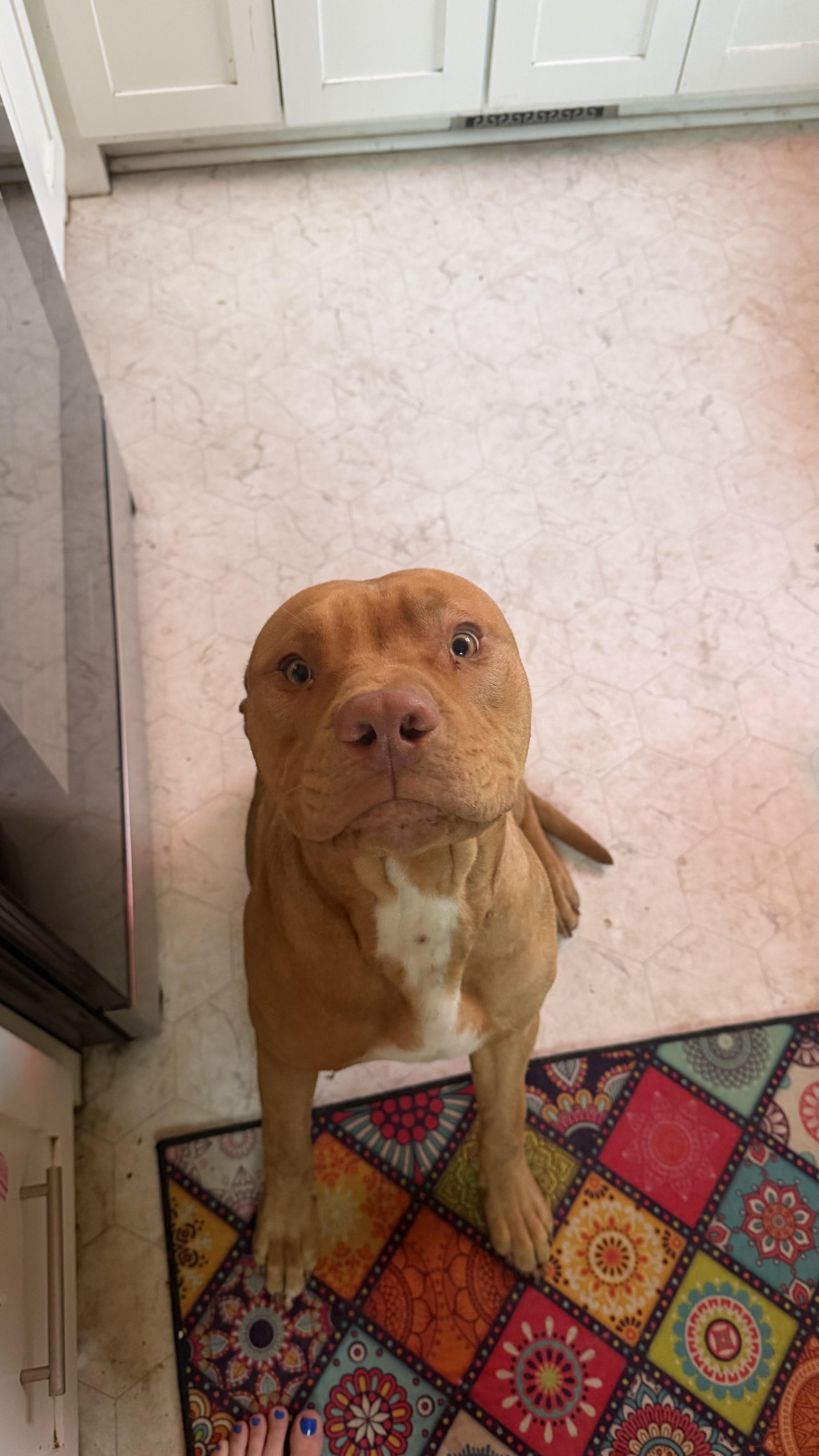 Enlarge Gumby , an adopted mixed breed in Kansas City, MO image 3/4