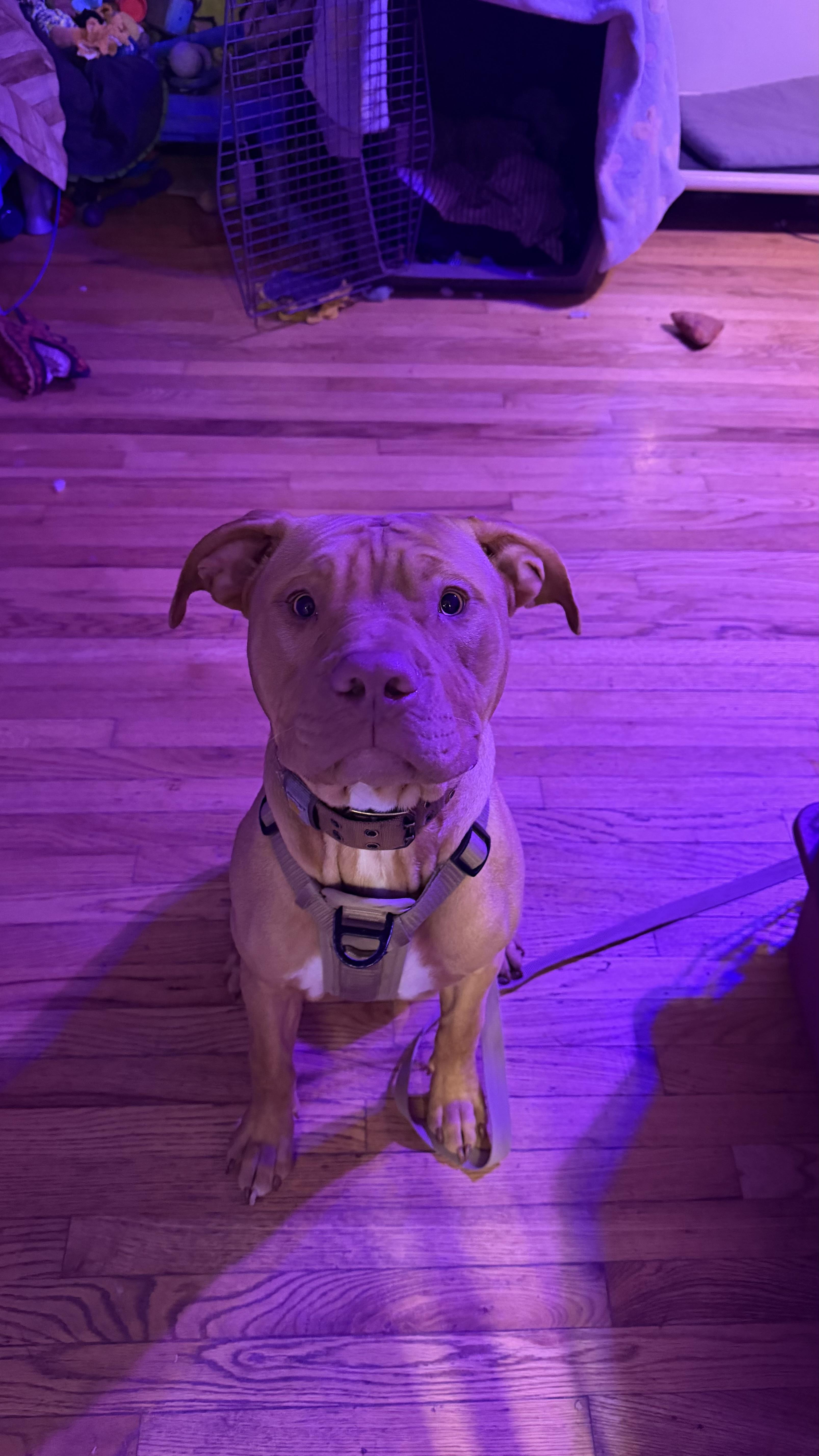 Gumby , adopted, Young Male Dogue de Bordeaux & Pit Bull Terrier.