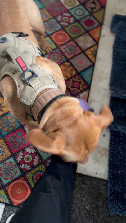 Enlarge Gumby , an adopted mixed breed in Kansas City, MO video 4/4