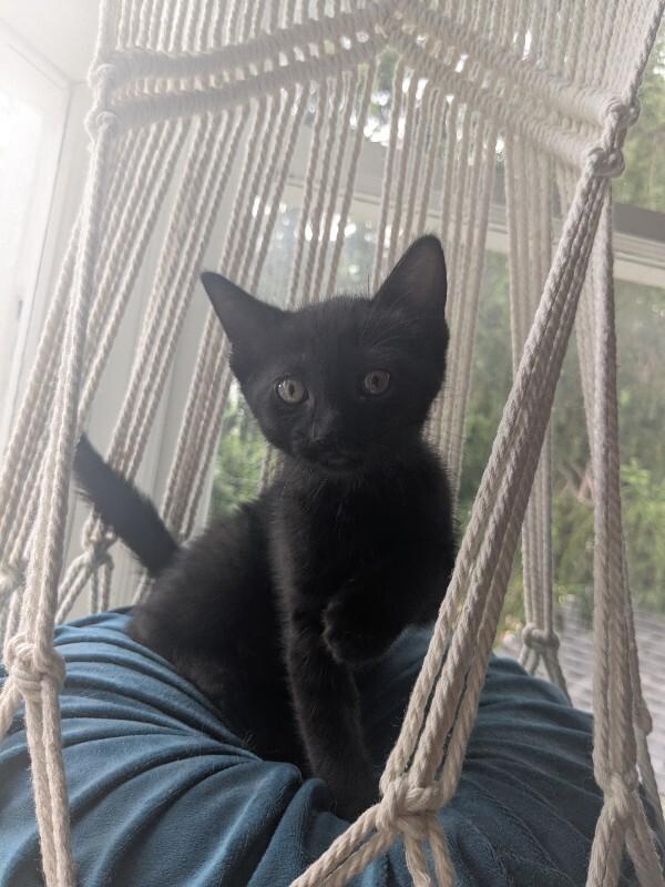 Ember, Adoptable, Young Female Domestic Short Hair.