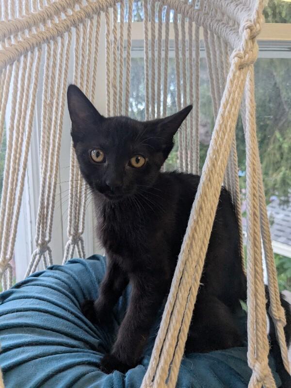 Enlarge Ember, a Adoptable Domestic Short Hair in Grand Rapids, MI image 2/4
