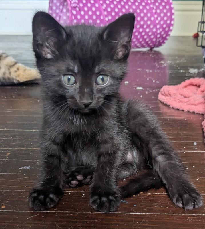 Enlarge Ember, a Adoptable Domestic Short Hair in Grand Rapids, MI image 3/4