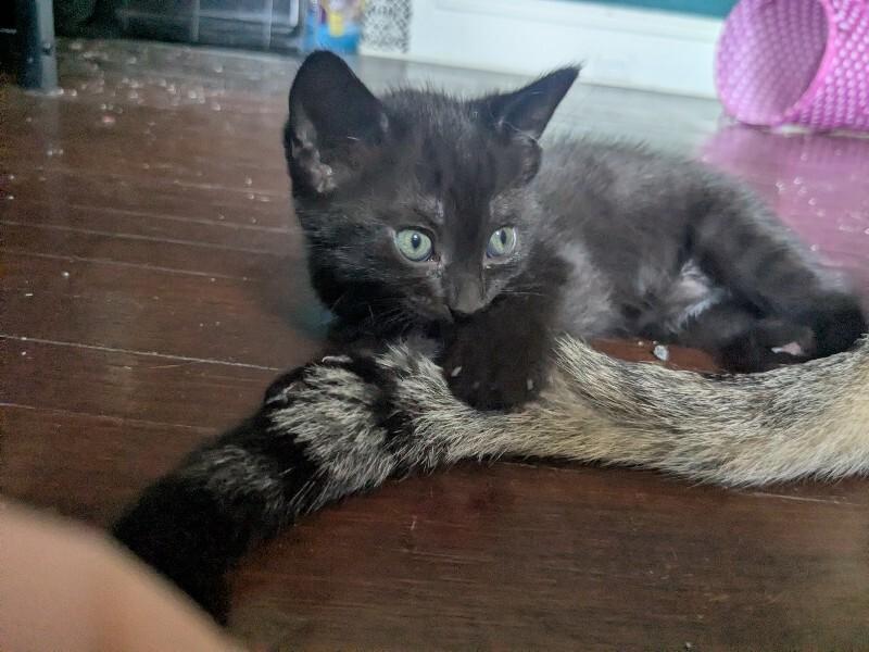 Enlarge Ember, a Adoptable Domestic Short Hair in Grand Rapids, MI image 4/4