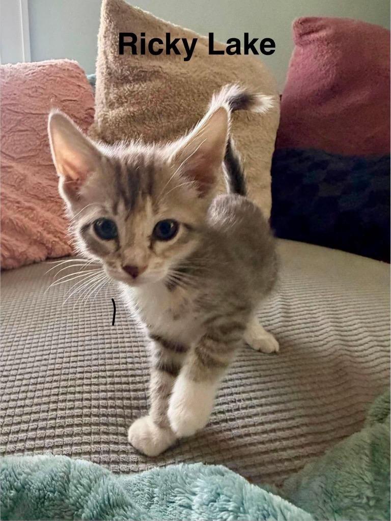 Enlarge Ricky Lake, a Adopted Domestic Short Hair in Cloquet, MN image 1/1