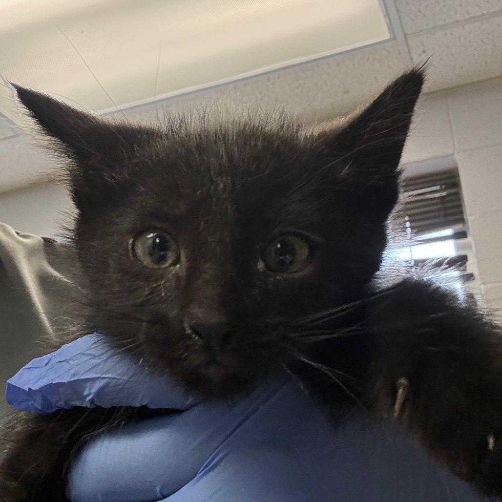 Sprout, Adoptable, Kitten Male Domestic Short Hair.