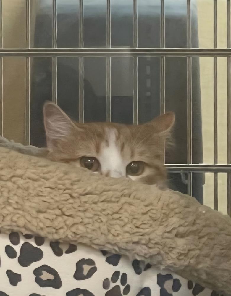 Enlarge Pumpkin.   (Top Notched), a Adoptable Domestic Short Hair in Metamora, IL image 1/2