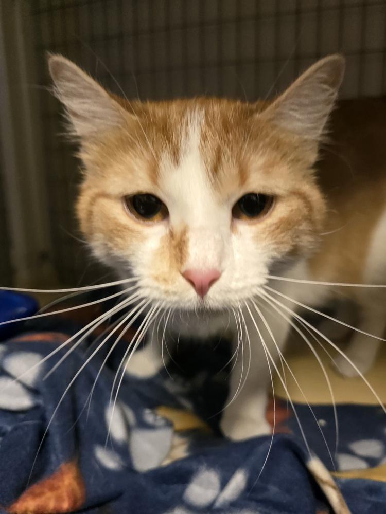 Enlarge Pumpkin.   (Top Notched), a Adoptable Domestic Short Hair in Metamora, IL image 2/2