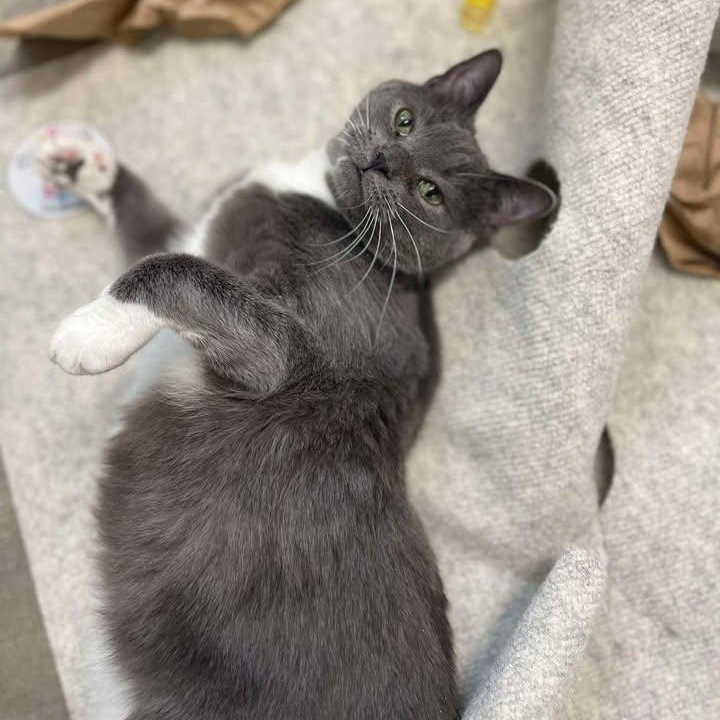 Enlarge Crunchwrap Supreme, a ADOPTABLE Domestic Short Hair in Winthrop, ME image 1/3