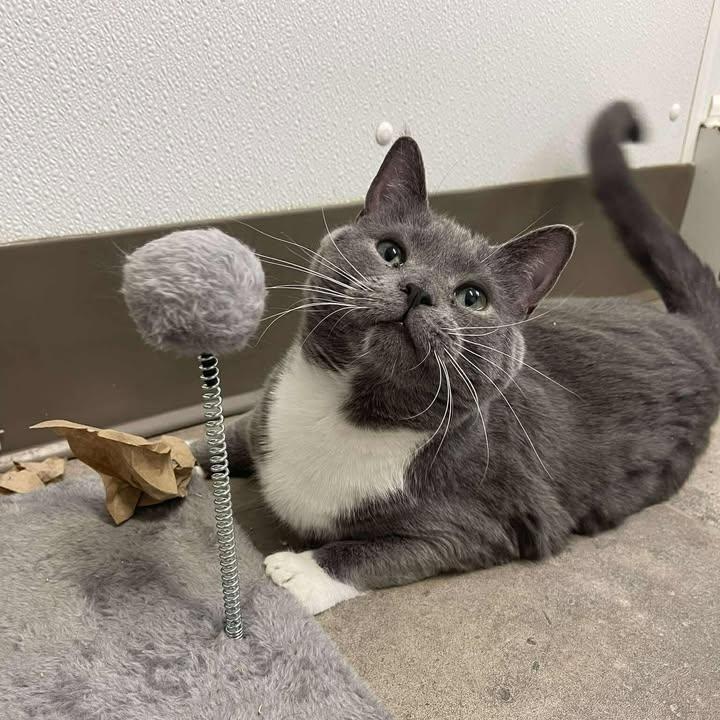 Enlarge Crunchwrap Supreme, a ADOPTABLE Domestic Short Hair in Winthrop, ME image 2/3