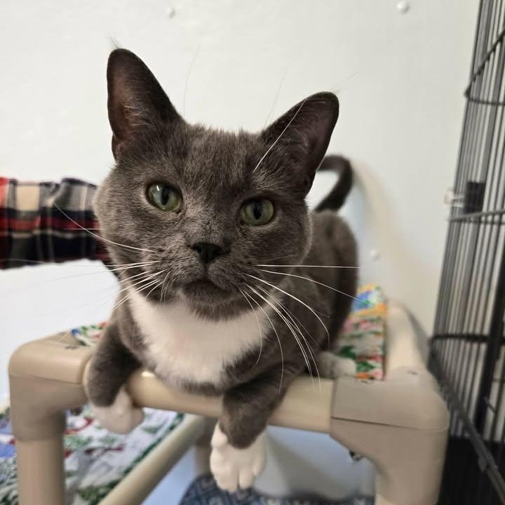 Enlarge Crunchwrap Supreme, an adoptable Domestic Short Hair in Winthrop, ME image 1/4