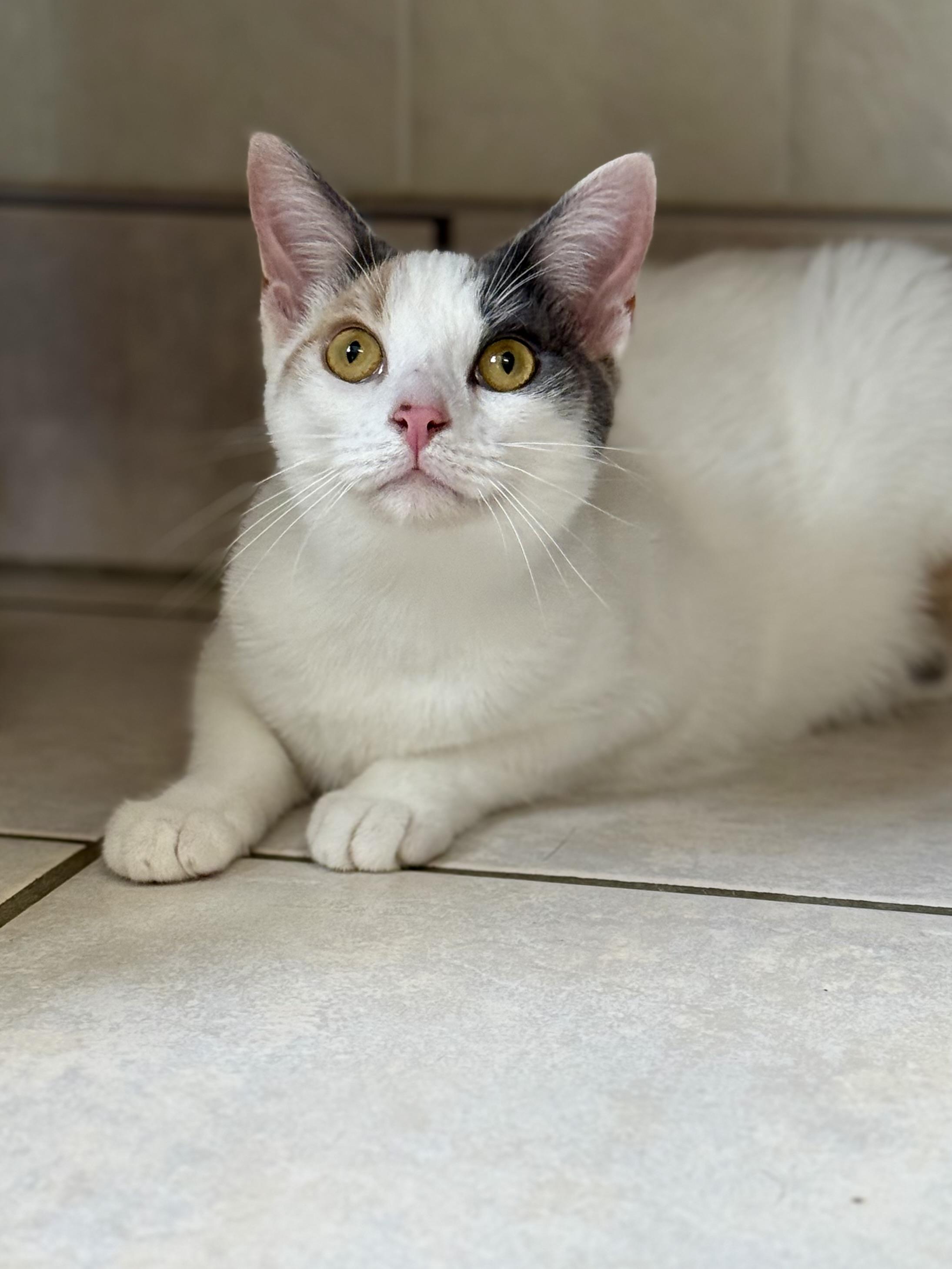 Aspen, Adult Female unknown