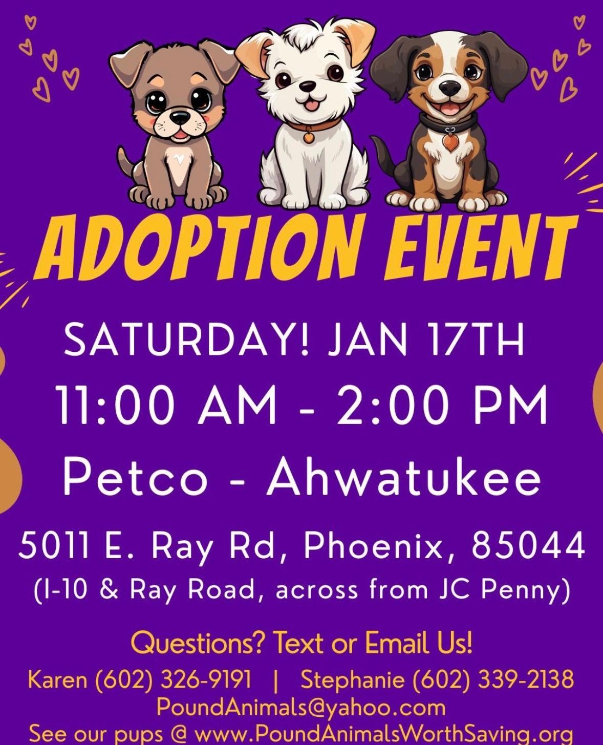 Enlarge BUSTER– 9 MONTH MALE BEAGLE@ PETCO, 5011 E. RAY ROAD, PHX 85044 ON SATURDAY, JAN. 17th, 11–2PM, a Adoptable Beagle in Mesa, AZ image 2/2