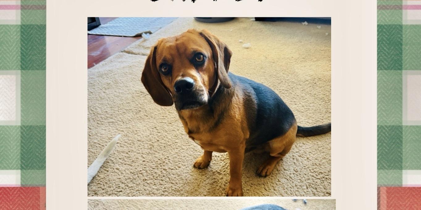 BUSTER– 9 MONTH MALE BEAGLE@ PETCO, 5011 E. RAY ROAD, PHX 85044 ON SATURDAY, JAN. 17th, 11–2PM, Adoptable, Young Male Beagle.