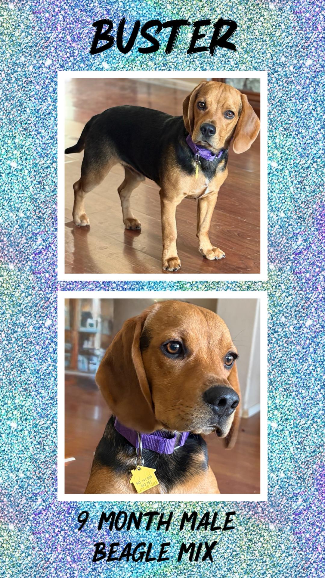 BUSTER– 9 MONTH MALE BEAGLE@ PETCO, 5011 E. RAY ROAD, PHX 85044 ON SATURDAY, JAN. 17th, 11–2PM, adopted, Young Male Beagle.