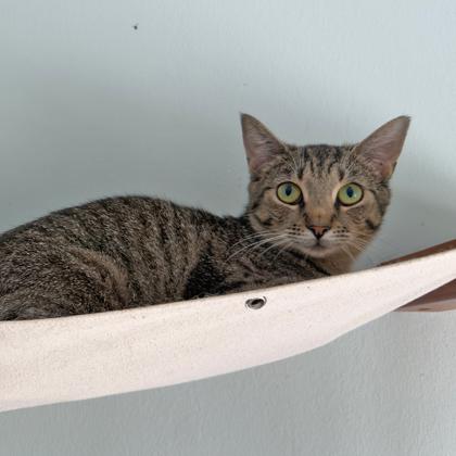 Enlarge Meep, a Adoptable Domestic Short Hair in Leander, TX image 1/3