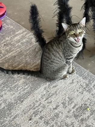 Enlarge Meep, a Adoptable Domestic Short Hair in Leander, TX image 2/3