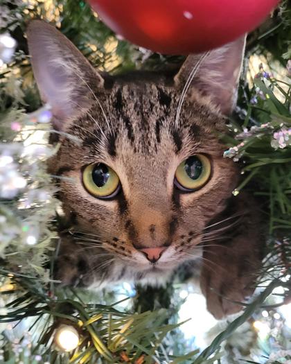 Enlarge Meep, a Adoptable Domestic Short Hair in Leander, TX image 3/3