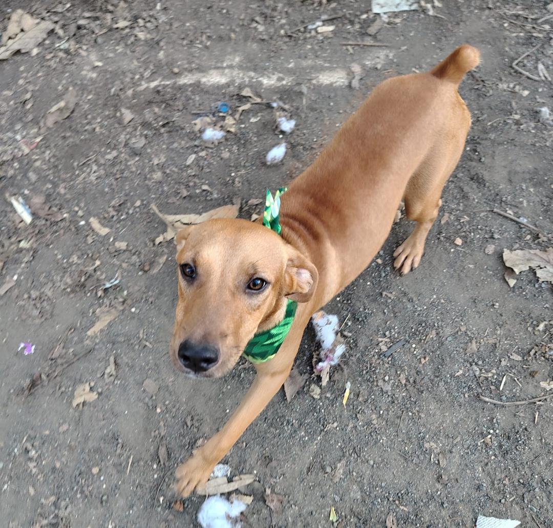 Pumpkin, an adopted mixed breed in Albion, NY image 2/6