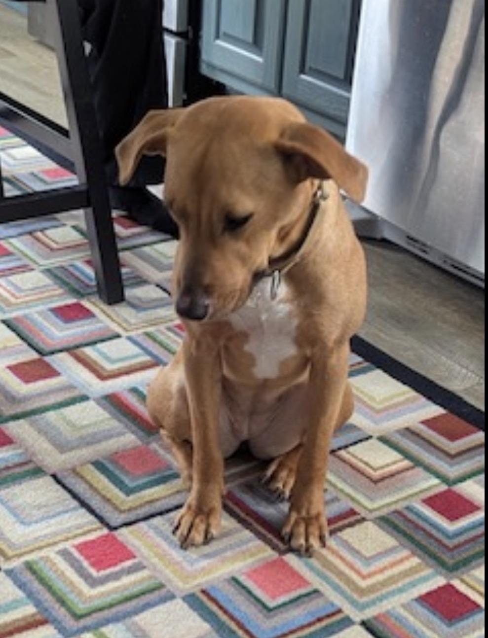 Pumpkin, an adopted mixed breed in Albion, NY image 4/6