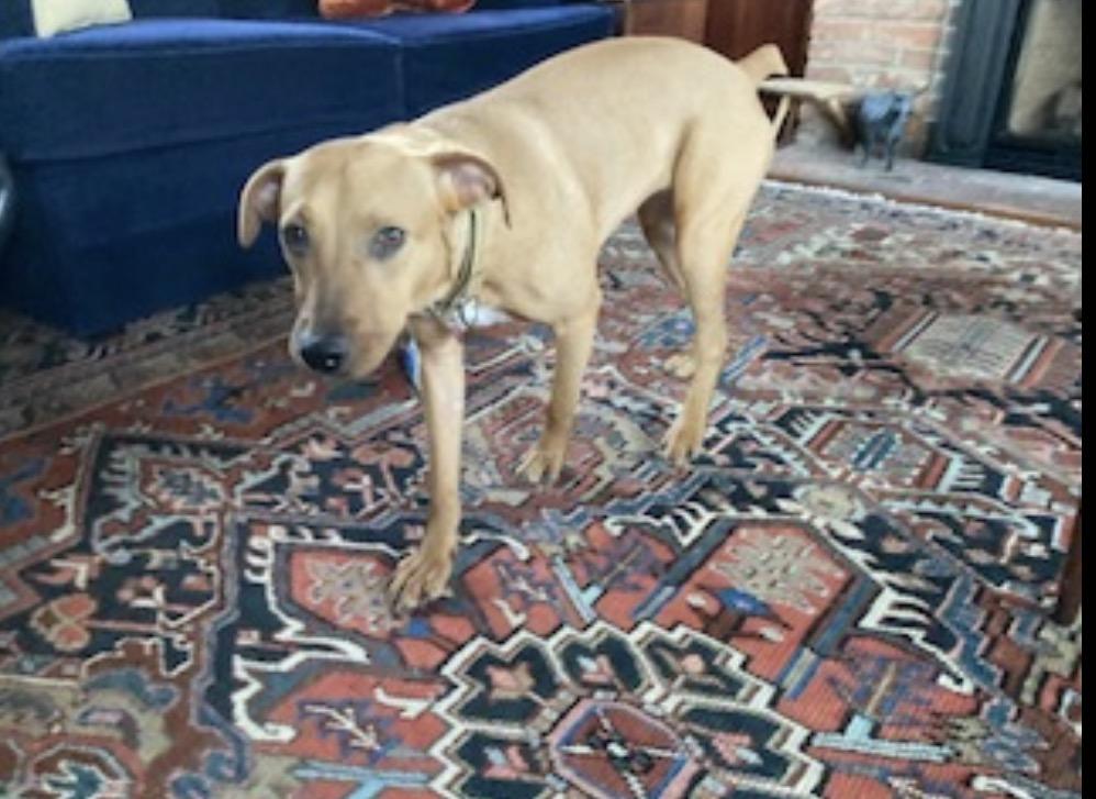 Pumpkin, an adopted mixed breed in Albion, NY image 6/6