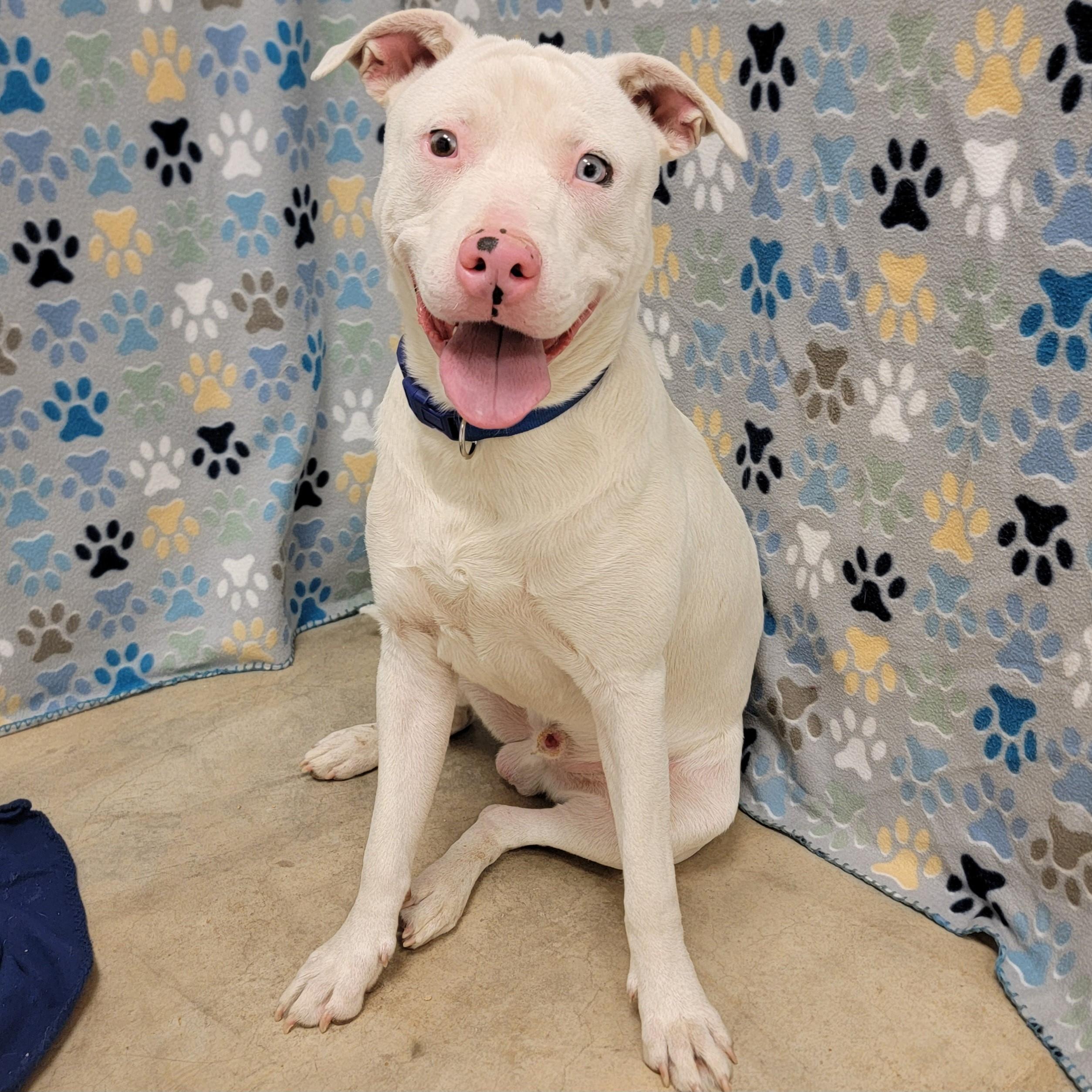 Enlarge Powder, a Adoptable mixed breed in ALPINE, TX image 3/6