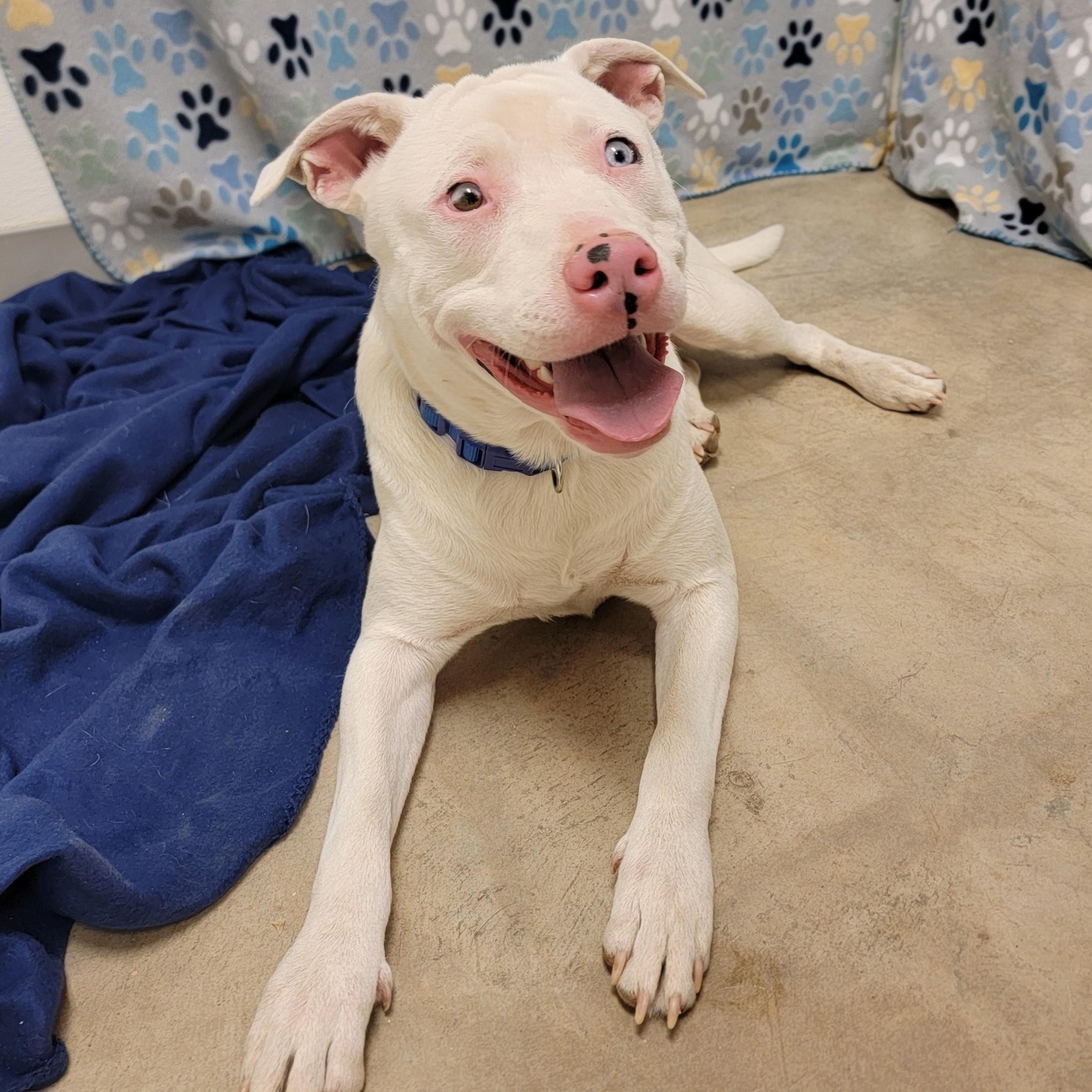 Enlarge Powder, a Adoptable mixed breed in ALPINE, TX image 5/6