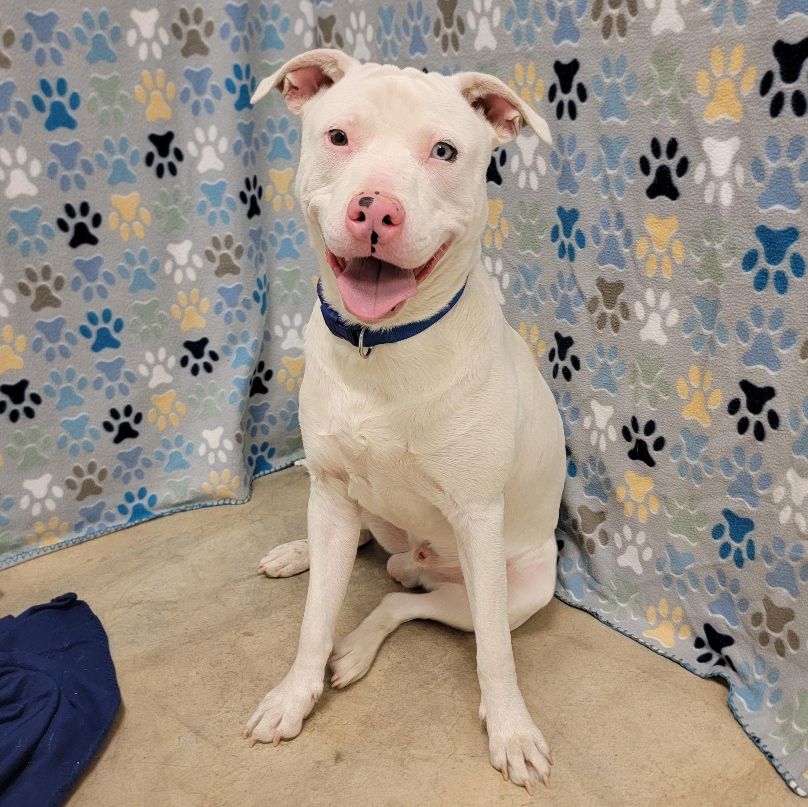 Enlarge Powder, a Adoptable mixed breed in ALPINE, TX image 6/6