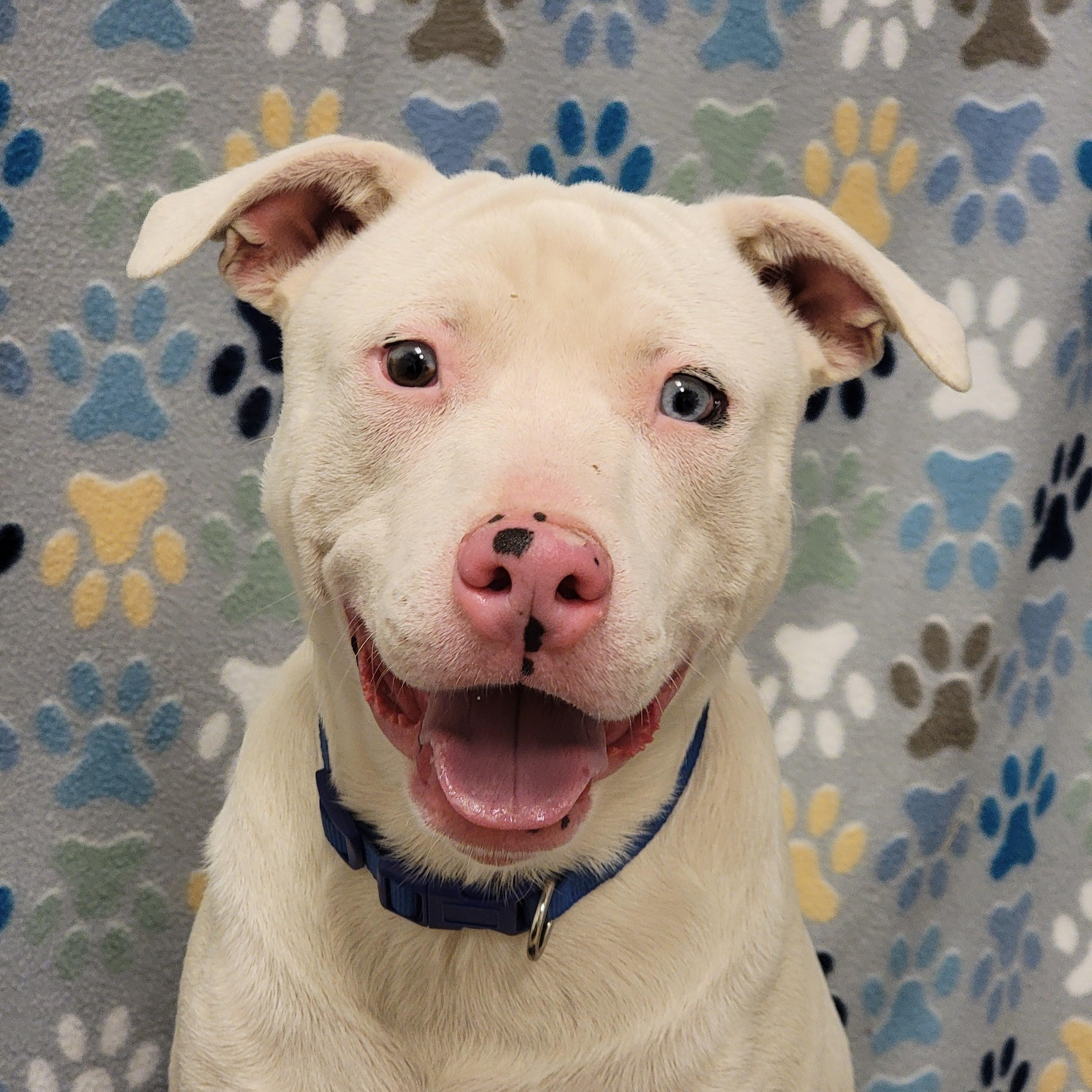 Powder, Adoptable, Adult Male Pit Bull Terrier.