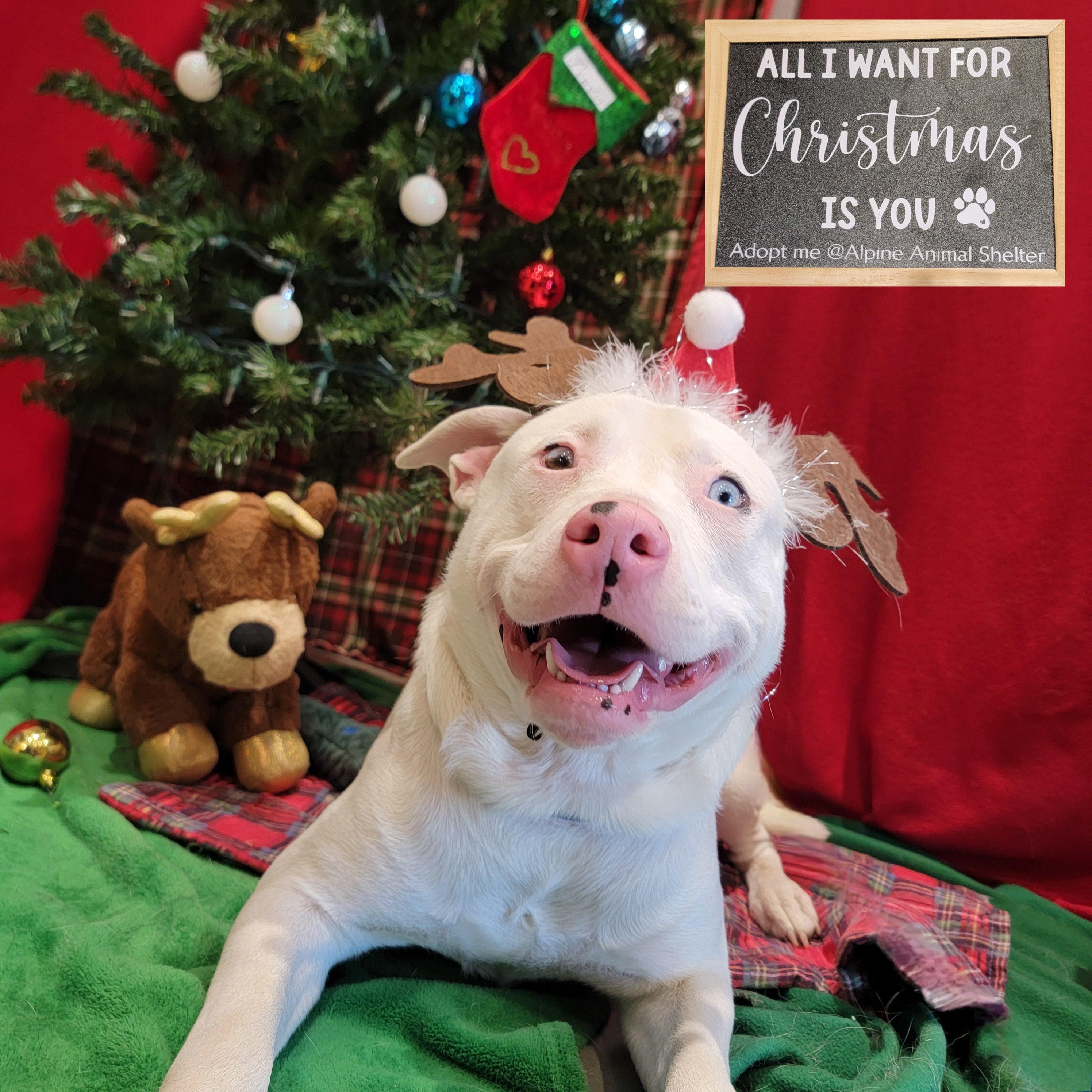 Enlarge Powder, a Adoptable mixed breed in ALPINE, TX image 1/6