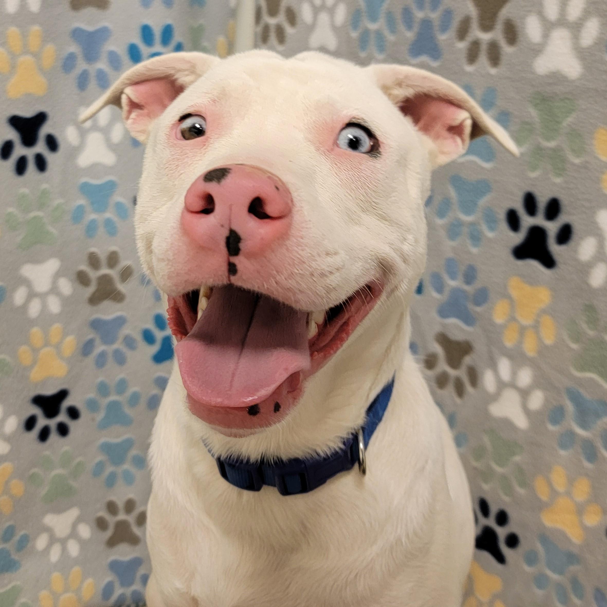 Enlarge Powder, a Adoptable mixed breed in ALPINE, TX image 4/6
