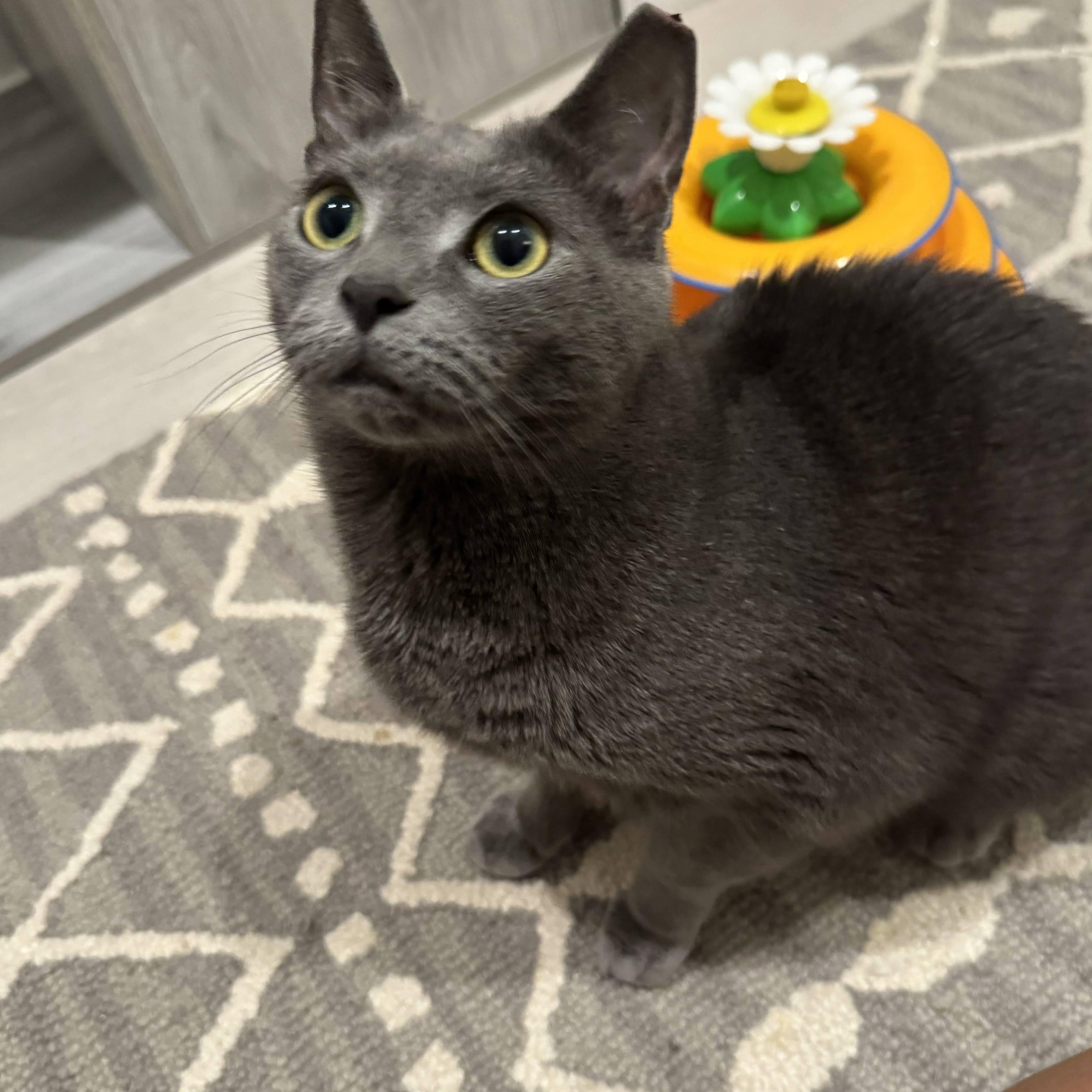 Enlarge Sapphire, a Adoptable Russian Blue in New York, NY image 4/4
