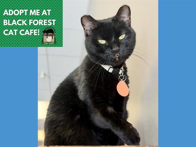 PEACHES, Adoptable, Adult Female Domestic Short Hair.