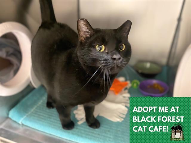 PEACHES, Adoptable, Adult Female Domestic Short Hair.